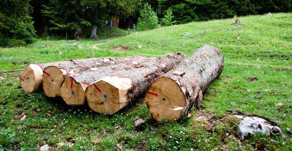 Tragischer-Unfall-Landwirtin-51-aus-Tiefgraben-von-Baum-erschlagen