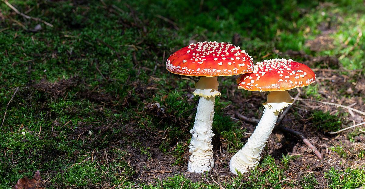 Gl-cksbringer-botanisch-betrachtet