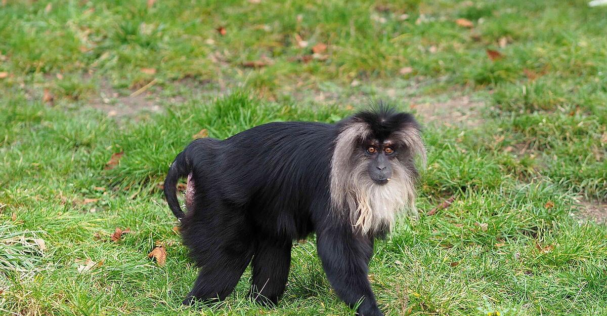 Wo-ist-Ruma-Affe-aus-Leipziger-Zoo-gestohlen