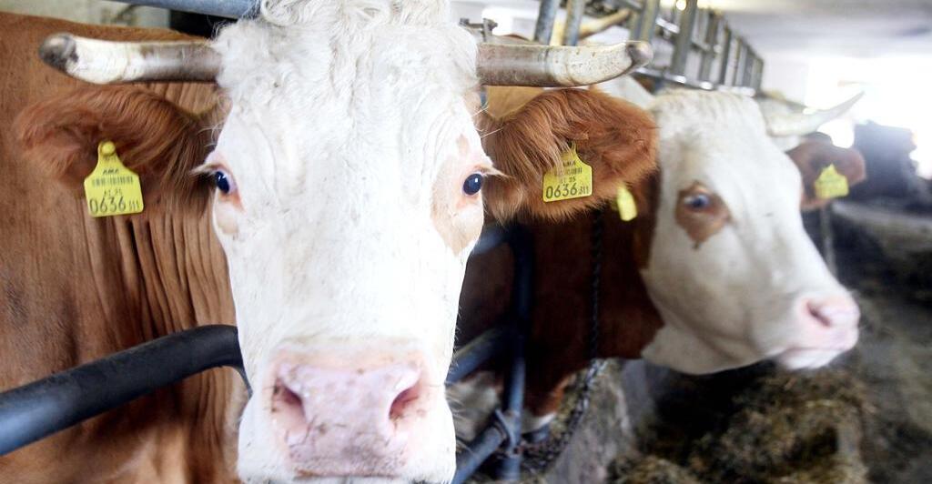 Rinder bei Transport in Türkei verendet: Vorwürfe gegen Firma aus dem Waldviertel