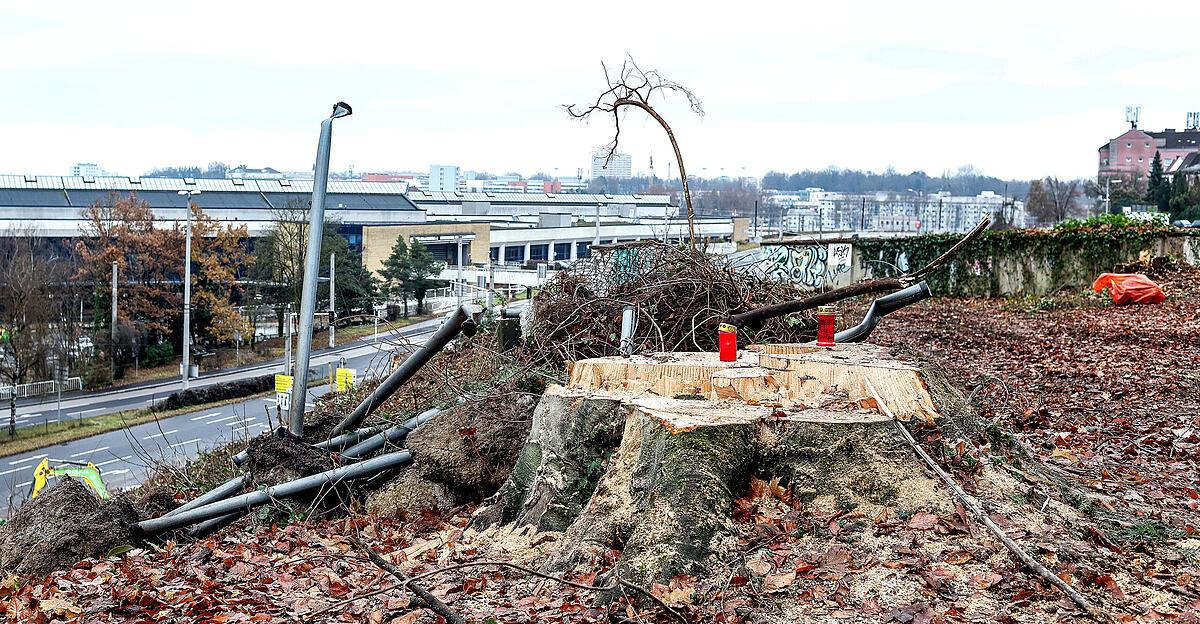 -Statt-Tannenduft-liegt-der-Duft-toter-B-ume-in-der-Luft-
