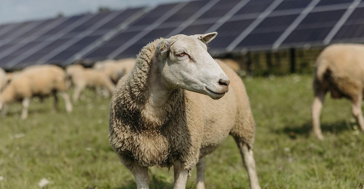 -BB-nehmen-im-Innviertel-ihre-zweite-Agri-PV-Anlage-in-Betrieb