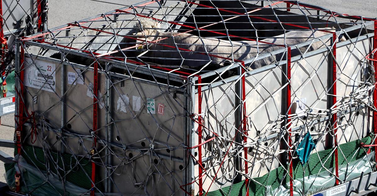 Hundreds of cattle transported by plane from Linz to Turkmenistan: ...