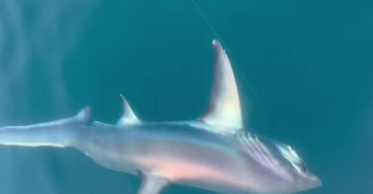 Vidéo : Un requin de trois mètres de long capturé au large de Lignano