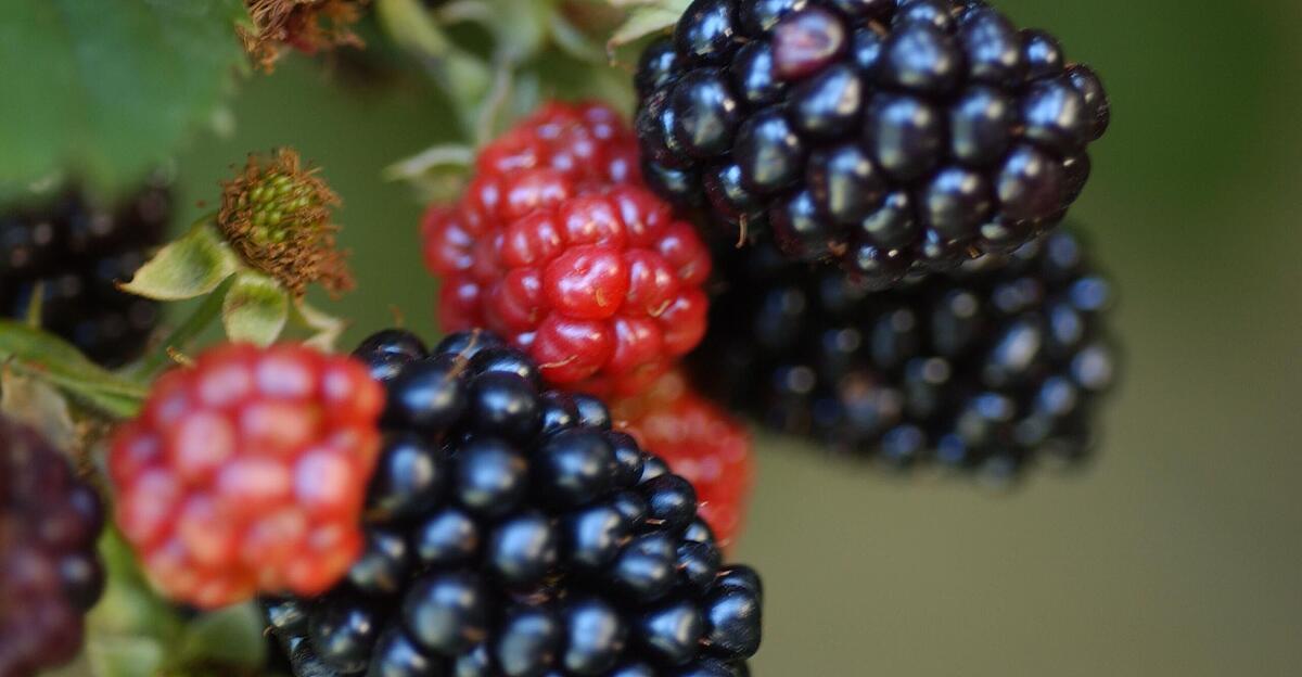 Wild-wertvoll-Die-Kraft-der-Brombeere