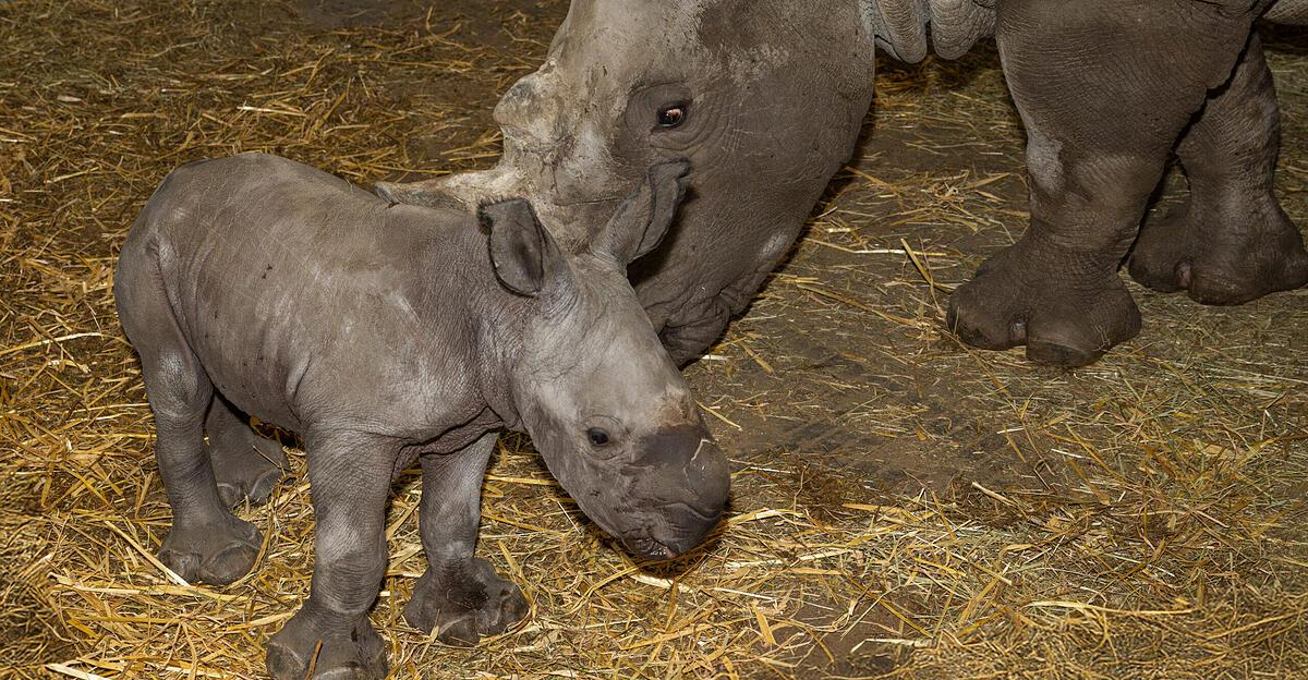 Herziger-Nachwuchs-Breitmaulnashorn-Nuru-geboren