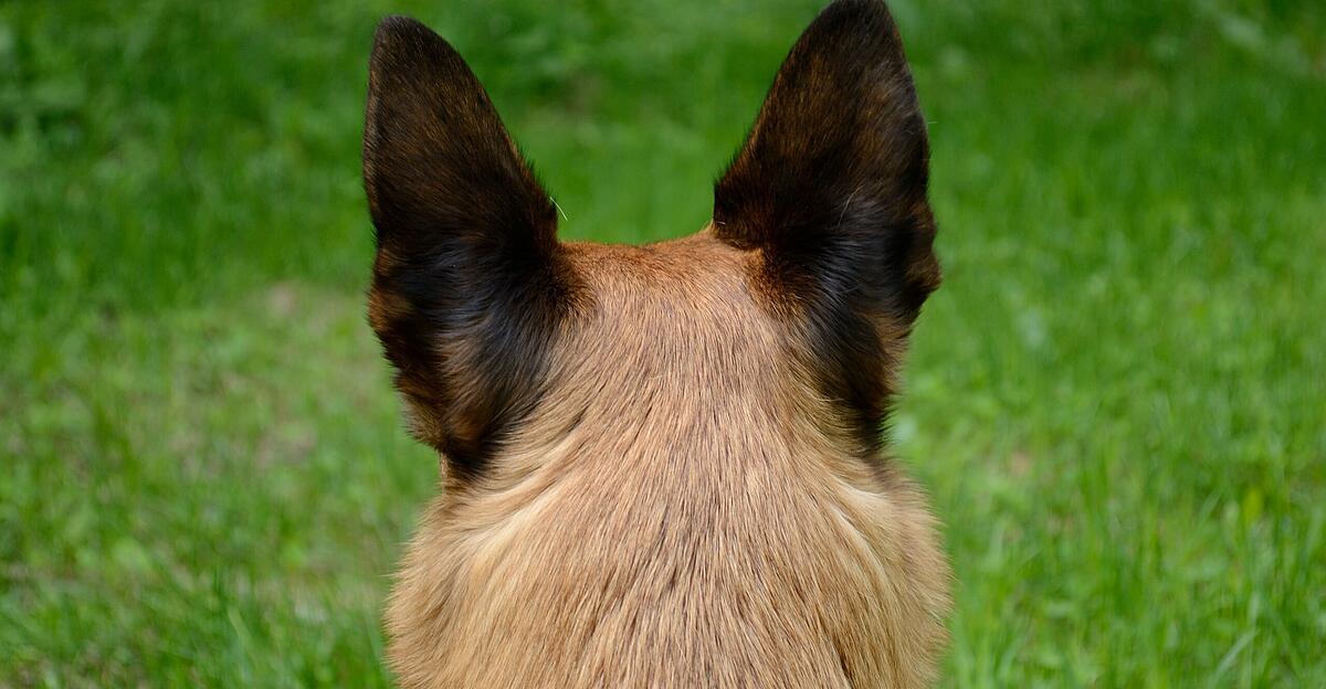Gramastetten-Hund-sprang-ber-Zaun-und-biss-27-J-hrige