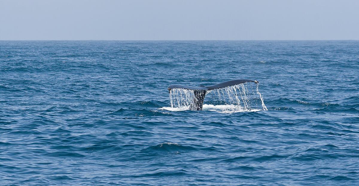 Video: Kayak driver briefly swallowed by a humpback whale in Chile