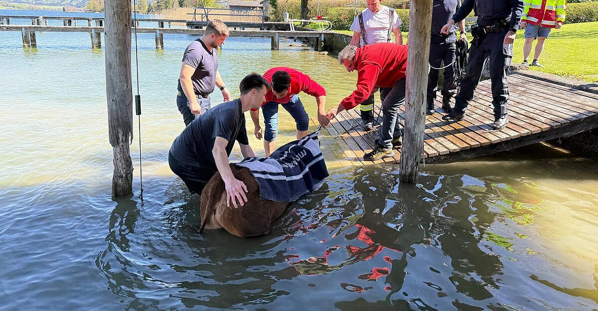 Ausgerissenes-Kalb-ging-in-den-Mondsee-baden-Rettungseinsatz