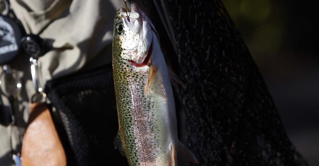 Listerien-Gefahr-Hofer-ruft-Forellenfilets-zur-ck