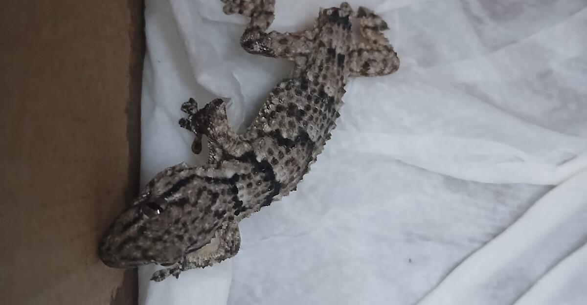 kleine-tierische-berraschung-rieder-entdeckte-in-seinem-karfiol-einen-gecko