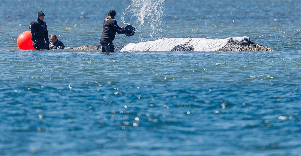 Gestrandeter-Wal-Timmy-Rettung-verz-gert-sich-bis-Sonntag
