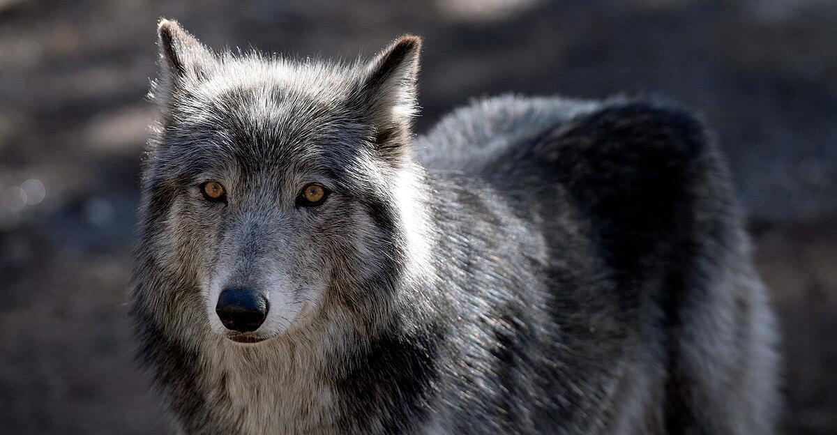 From July, problem wolves may also be shot down in Upper Austria