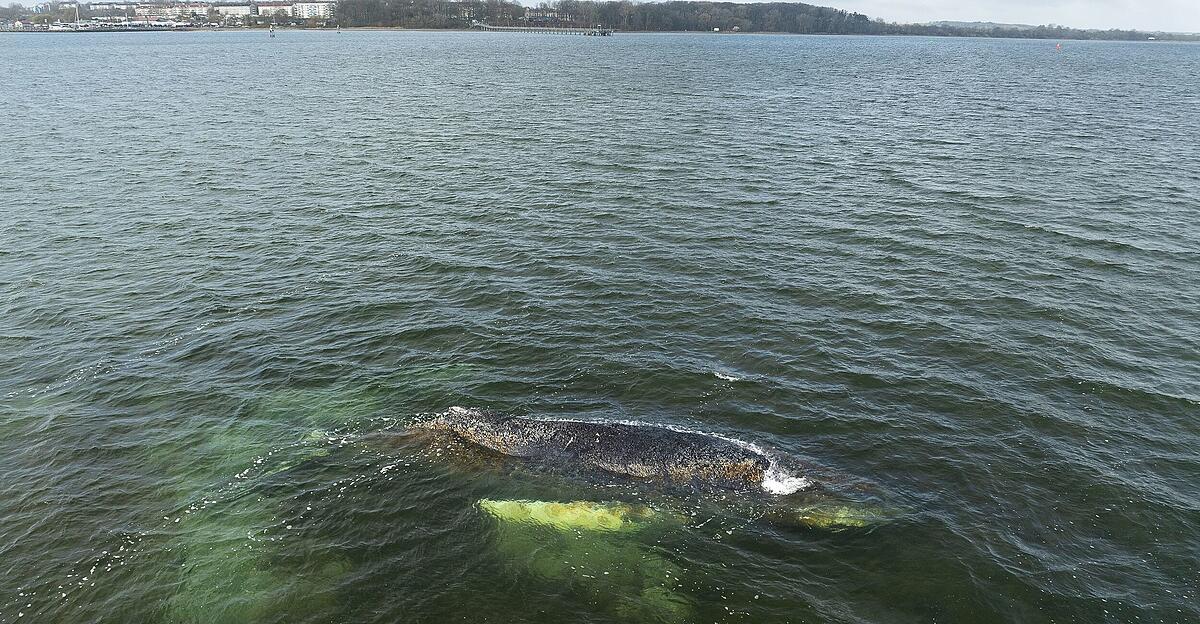-Er-atmet-noch-Buckelwal-Timmy-hat-eine-weitere-Nacht-berlebt