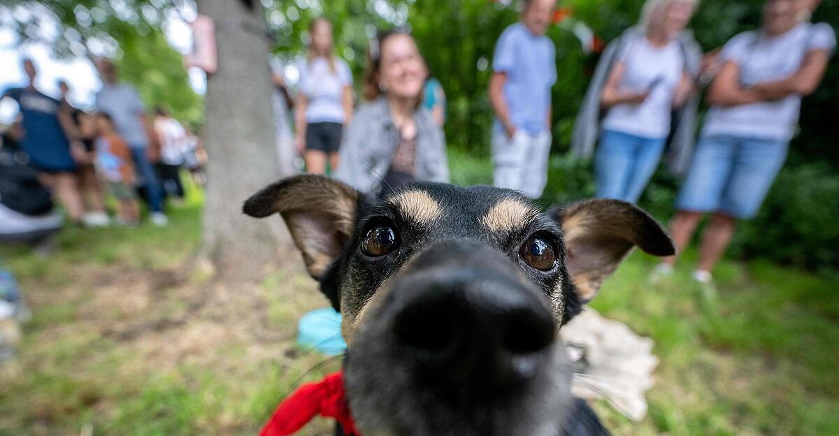 First “barking date” in Austria: this is how dogs find a new home