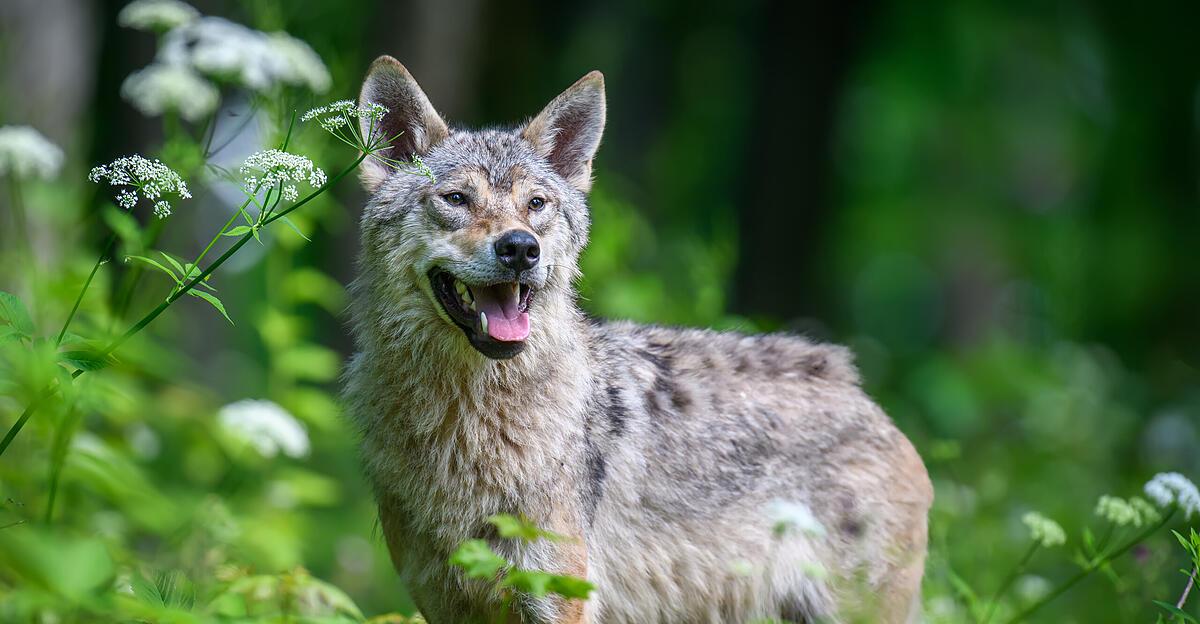 Erstmals-Wolf-in-S-dtirol-legal-geschossen