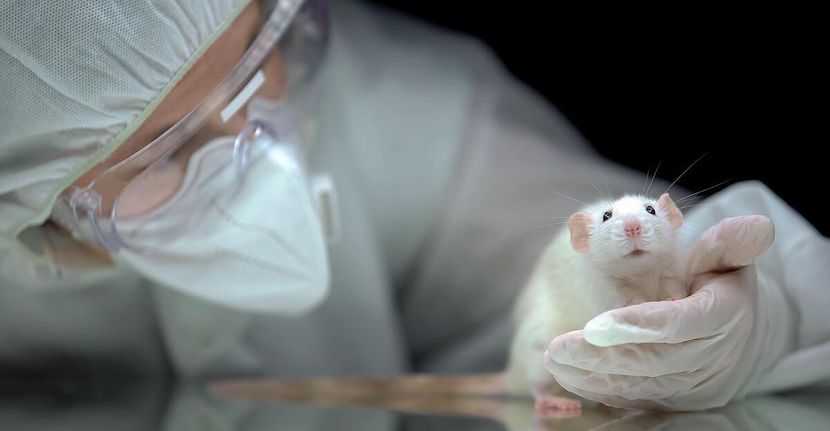 This is how researchers stop the aging process in mice