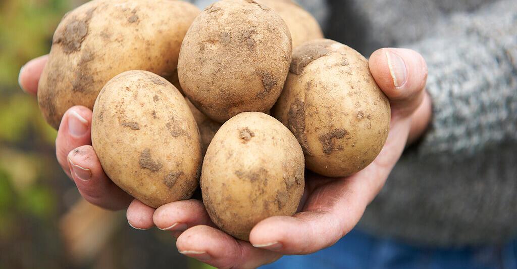 Kartoffel-Invasion | Nachrichten.at