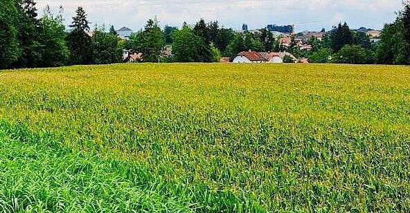 Quehenberger veut construire un centre logistique à Ried sur l’A9