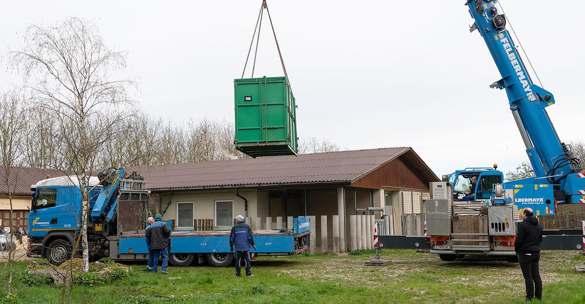 Abschied-im-Zoo-Schmiding-Nashorn-Malou-bersiedelt-nach-Frankreich