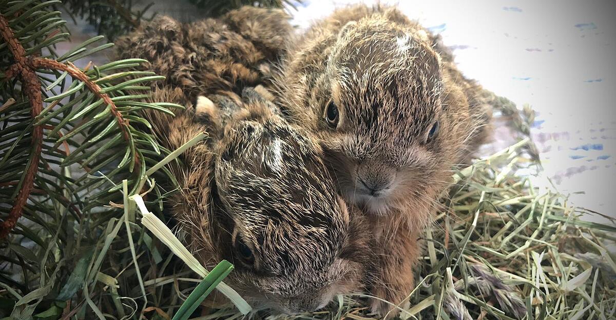 Zwei Hasenbabys bei Zementwerk gerettet Nachrichten.at