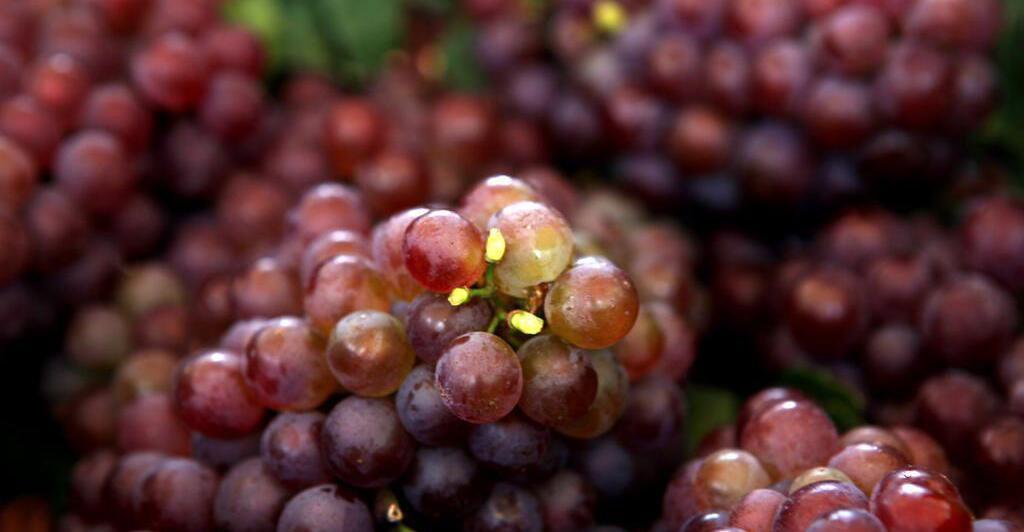 Schon-vor-5-000-Jahren-wurde-im-Kaukasus-Wein-hergestellt