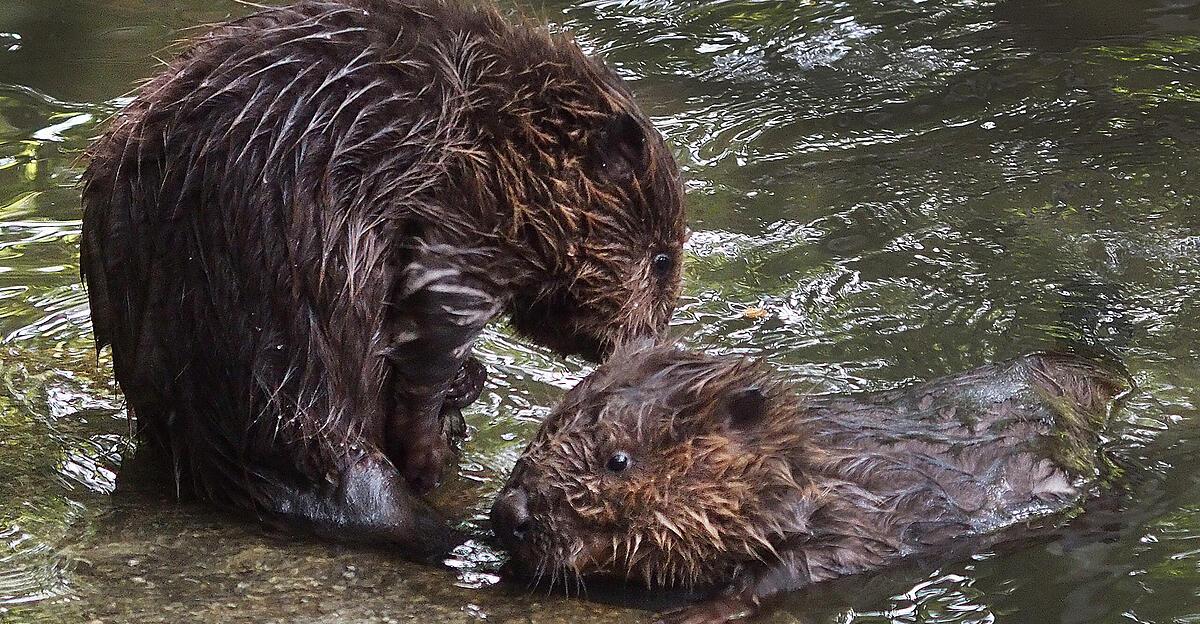 Neue-Biber-Verordnung-beschlossen-Ober-sterreich-erlaubt-Entnahme-von-158-Tieren-pro-Saison