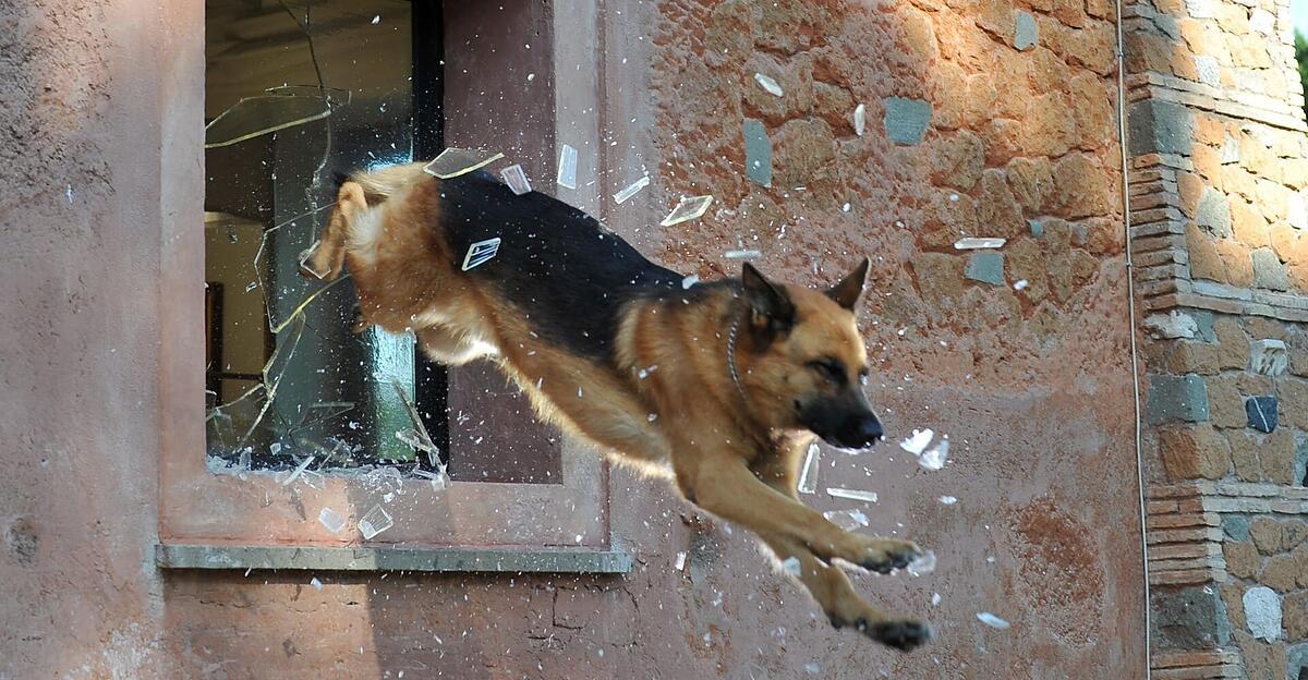 -Kommissar-Rex-kehrt-Mitte-April-ins-TV-zur-ck