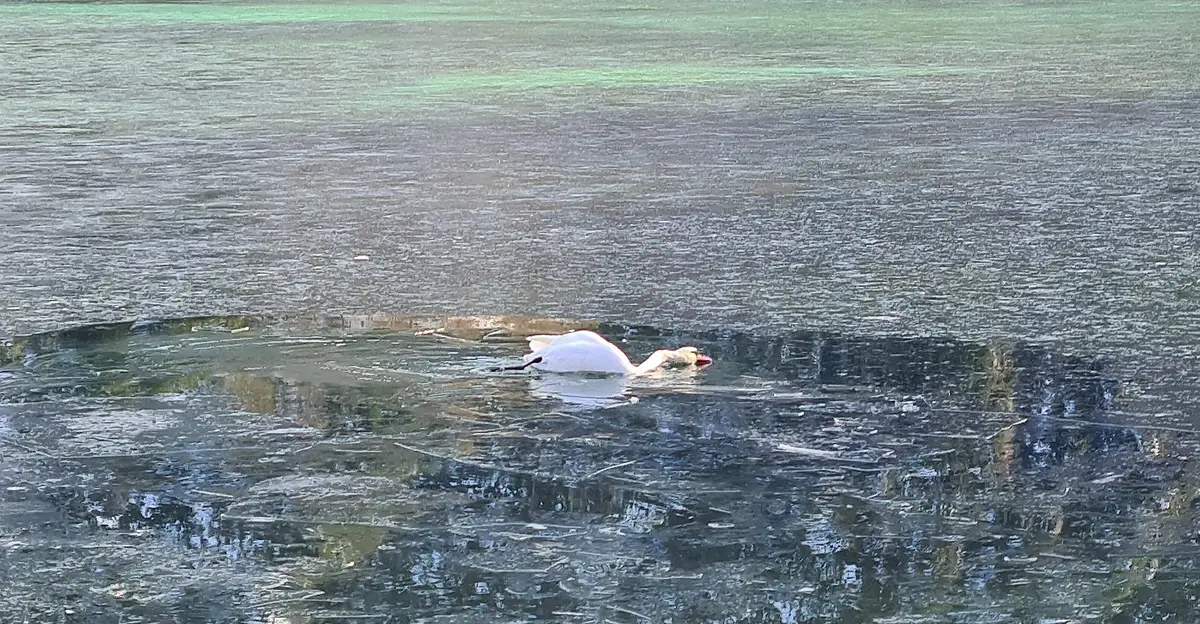 feuerwehr-rettete-schwan-aus-zugefrorenem-almsee