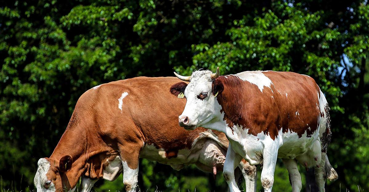 Freiheitliche-Bauernschaft-kritisiert-H-fe-Sterben-und-Mercosur-Abkommen
