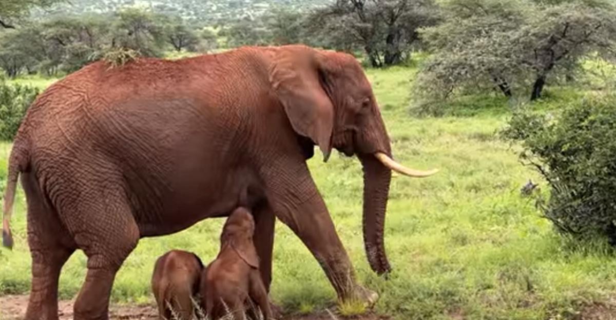 Événement rare : des jumeaux éléphants nés dans une réserve au Kenya