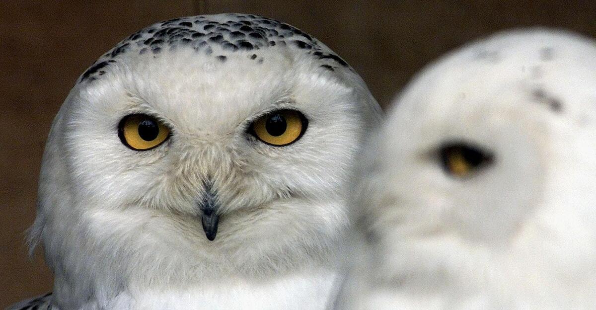 uno-beschlie-t-schutz-f-r-40-bedrohte-tierarten