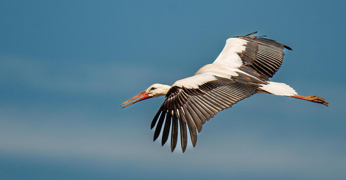 400-St-rche-in-Spanien-an-Vogelgrippe-verendet