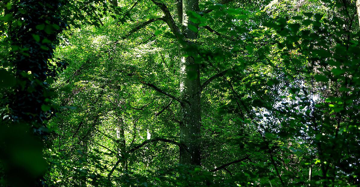 Erst-2027-EU-schiebt-Entwaldungs-Verordnung-auf