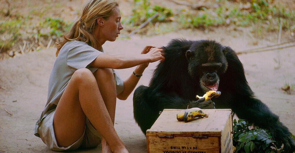 Affenforscherin-Jane-Goodall-ist-90