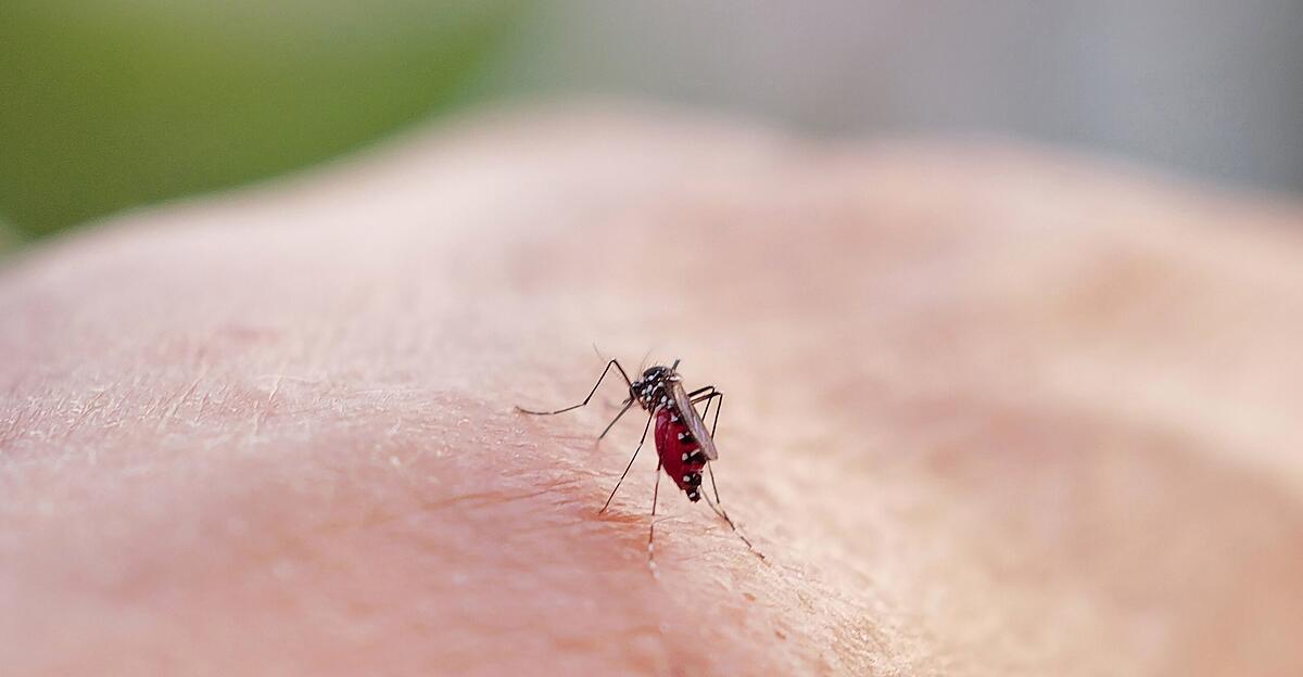 Le nombre de cas de dengue augmente considérablement