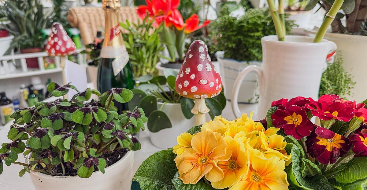 vier-silvesterpflanzen-die-gl-ck-bringen-sollen