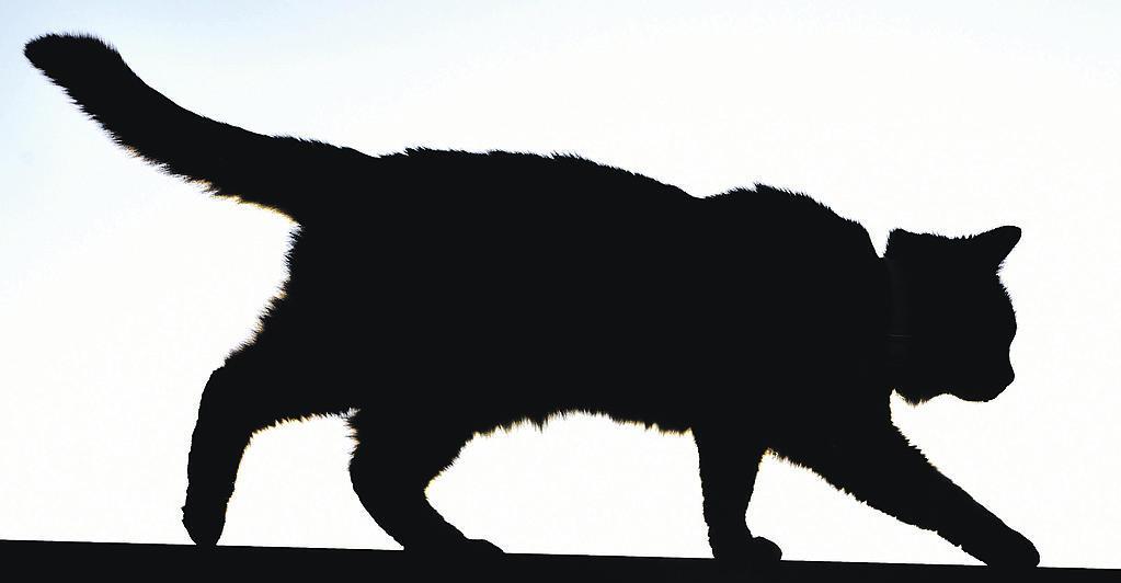 Katzen-als-Probensammler-Wie-die-Pandemievorsorge-verbessert-werden-soll