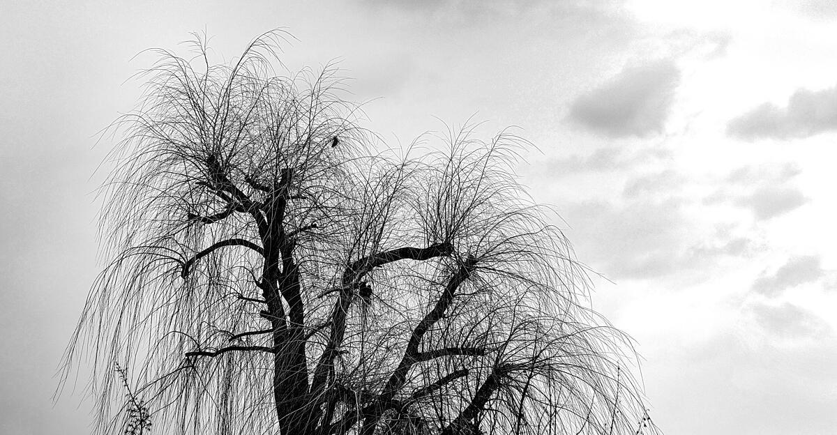 Wetter-wird-kommende-Woche-deutlich-milder