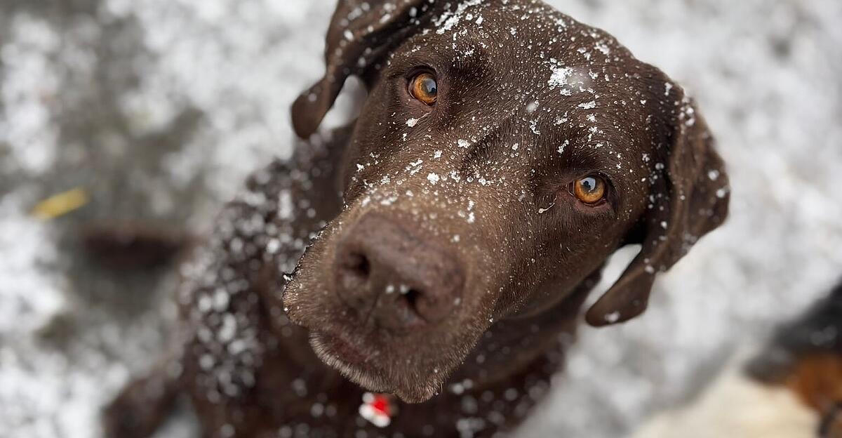 Tierheim-Altm-nster-ist-nach-Weihnachten-voll-ausgelastst