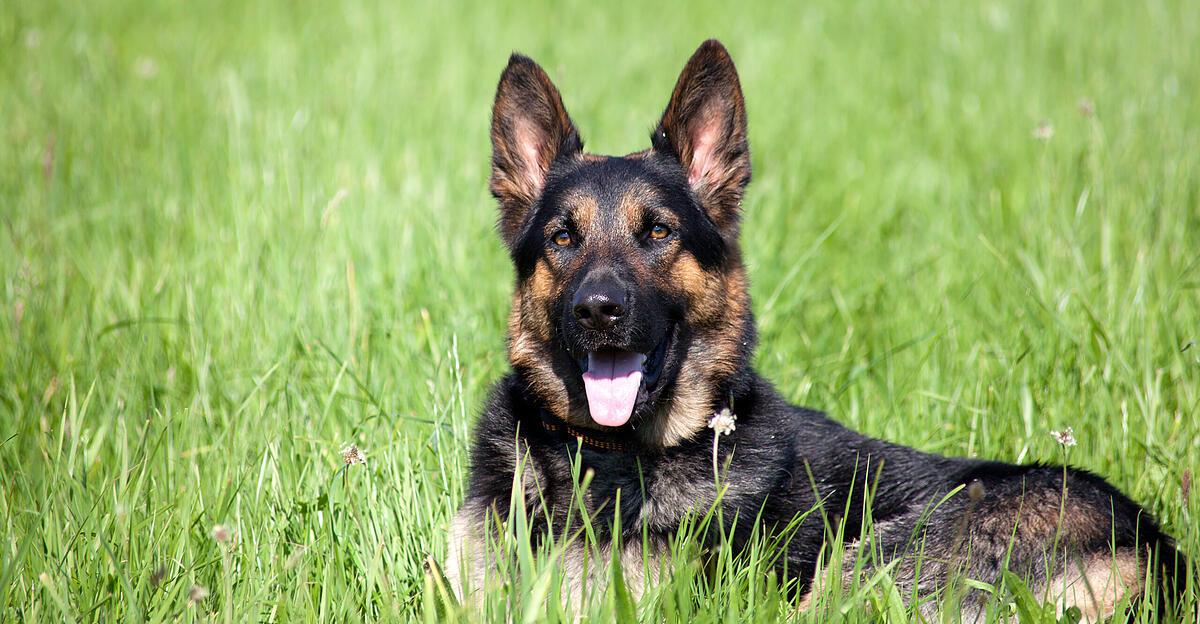 Sch-ferhunde-fielen-Spazierg-ngerin-in-K-rnten-an