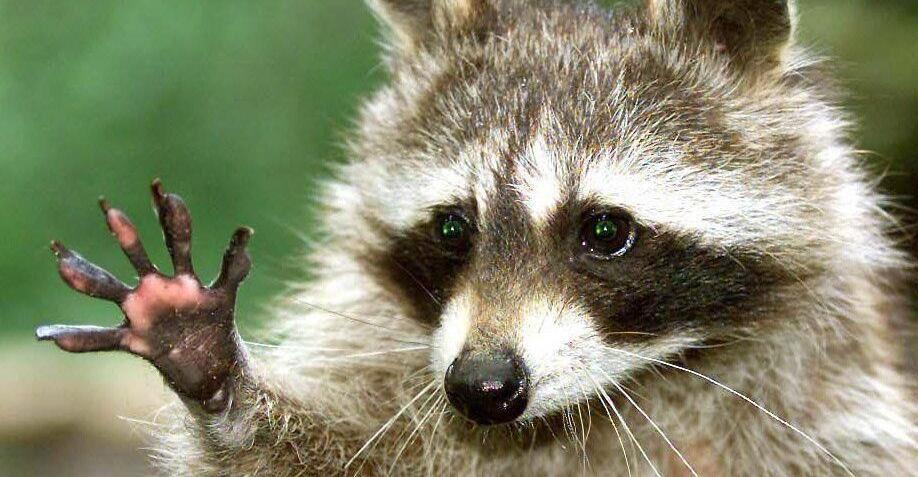 betrunkener-waschb-r-nach-einbruch-in-us-shop-auf-toilette-gefunden