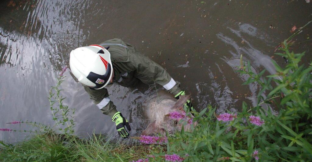 Regau Feuerwehr rettet Schwein aus Teich Nachrichten.at