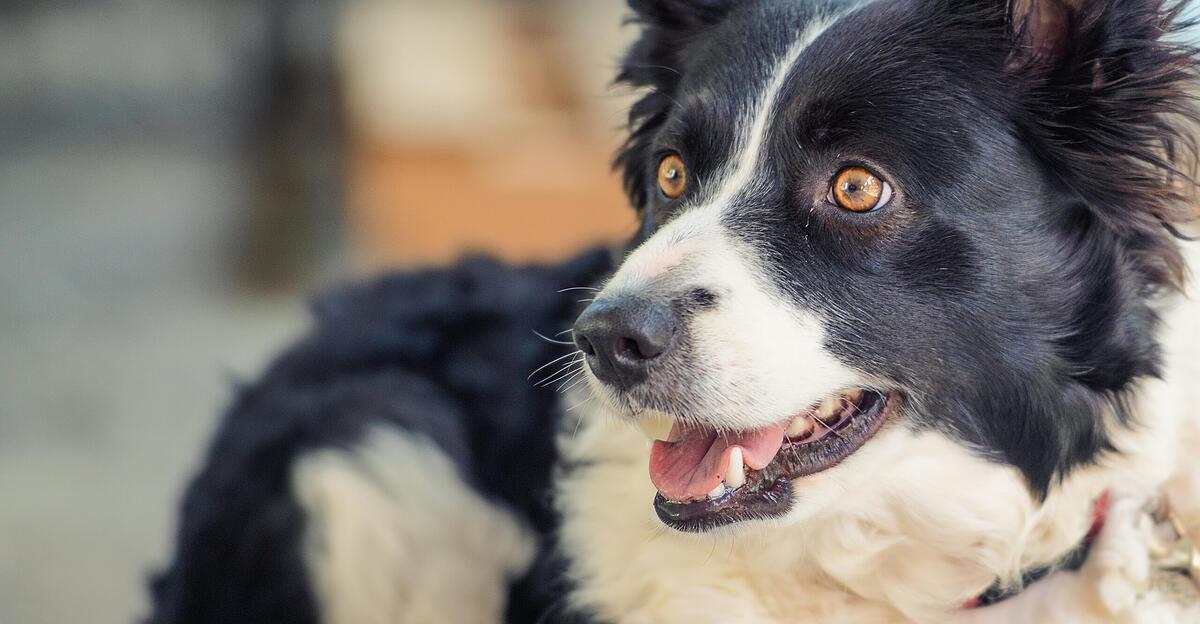 10-j-hriger-in-altm-nster-von-hund-gebissen