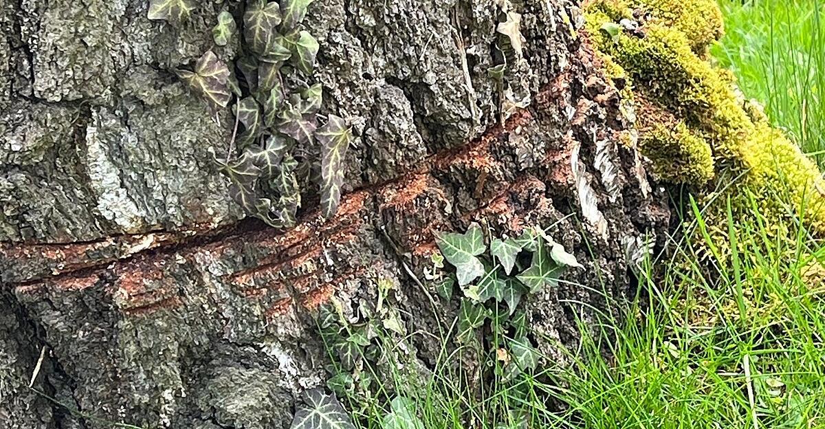 Mysteriöse nächtliche Anschläge auf Bäume in Seewalchen
