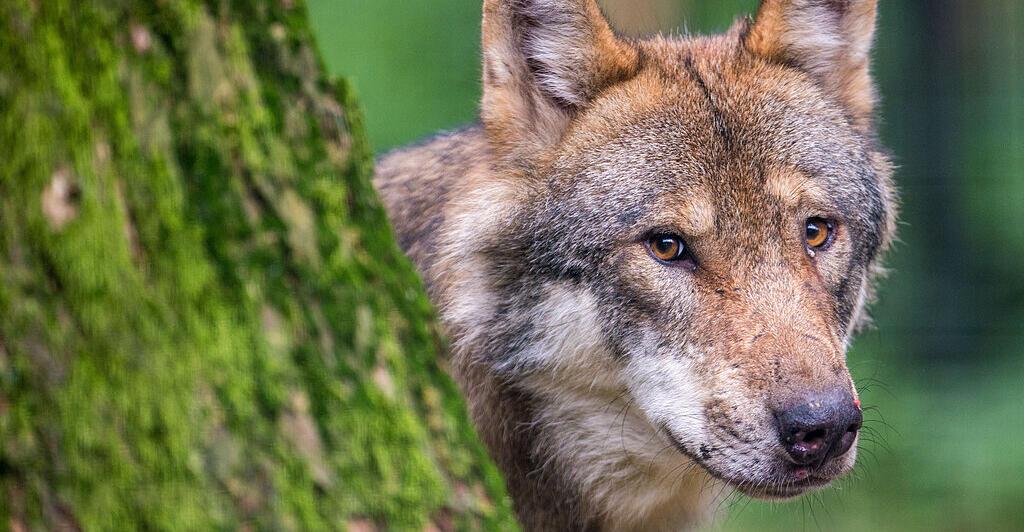 33 moutons retrouvés morts sur Osttiroler Alm – Land assume Wolf