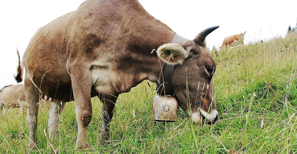 Weniger-K-he-produzierten-voriges-Jahr-mehr-Milch