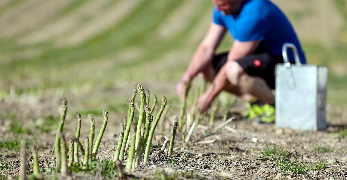 Auch auf 625 Metern schießt der Spargel in die Höh'