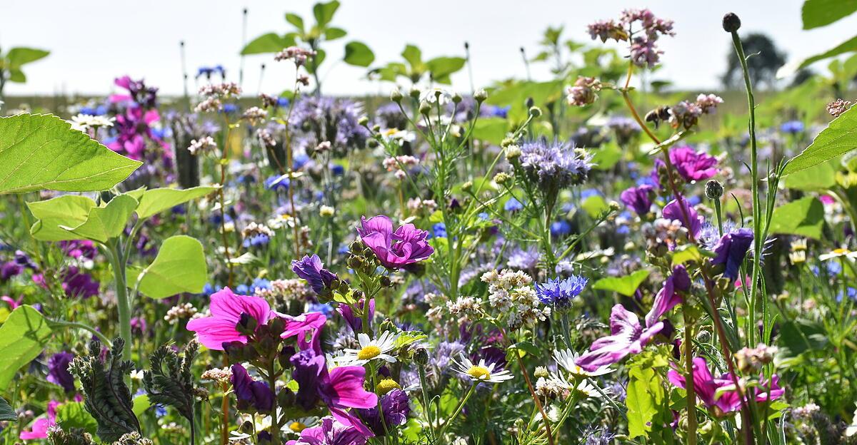 -Landwirtschaft-und-Naturschutz-sind-kein-Widerspruch-