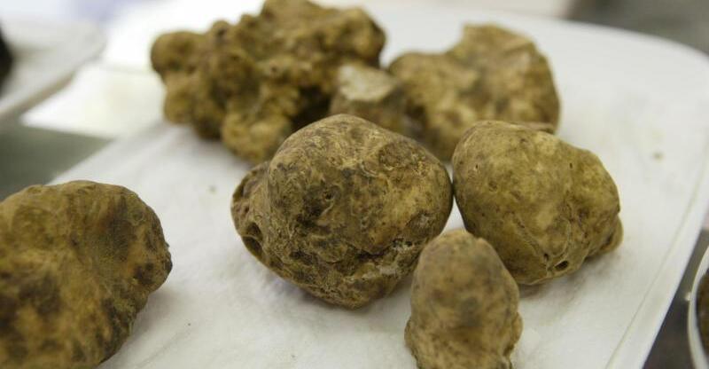 Wei-e-Tr-ffel-kam-in-Italien-f-r-110-000-Euro-unter-den-Hammer